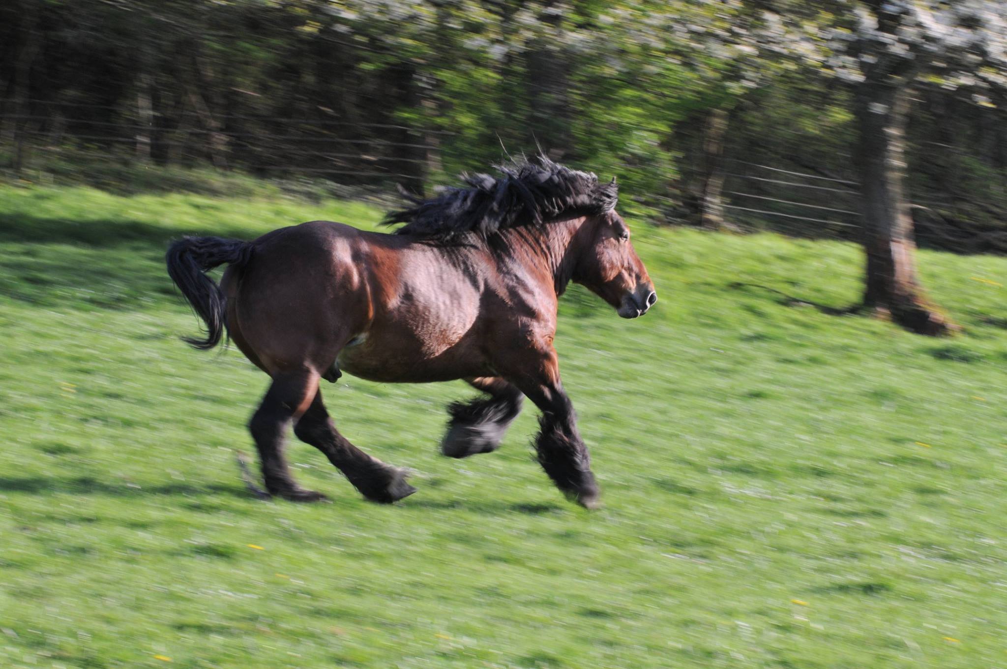 Ardennes Horse Breeders USA